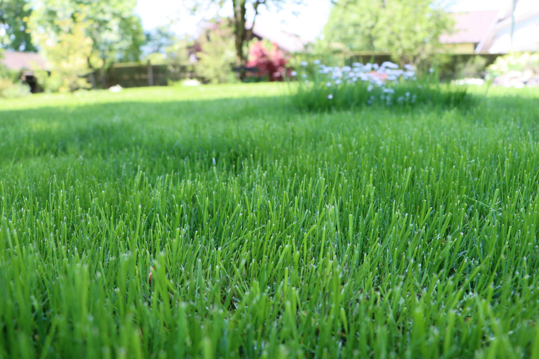 schöner Rasen