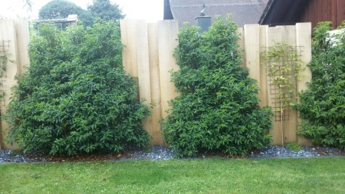 Immergrüne Hecke kombiniert mit Holzsichtschutzwand