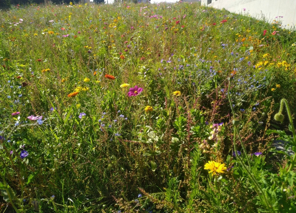 Blumenwiese für trockene oder feuchte Standorte