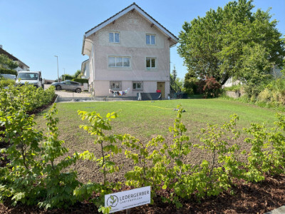 Hainbuchenhecke als Sichtschutz