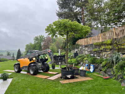 Lindenbaum in Dachform als Schattenspender im Garten
