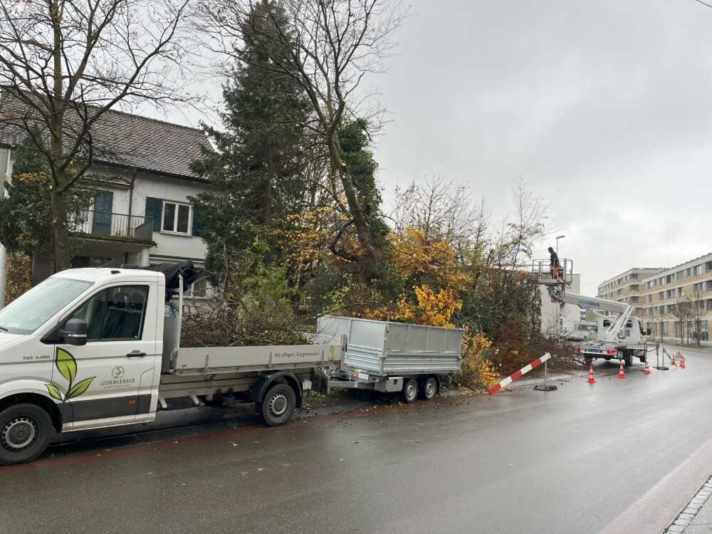 Baumschnitt mit einer Hebebühne vom Gärtner