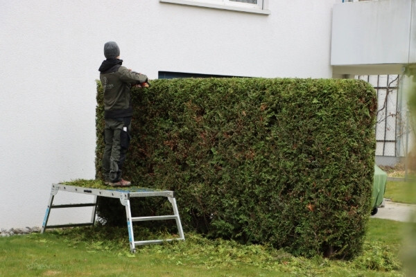 Heckenschnitt mit einer Heckenschere vom Profi