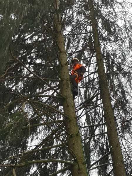 Baumfällung ohne Kran