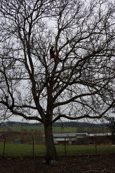 jährlicher Baumschnitt