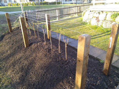 Himbeergerüst mit Knotengitter