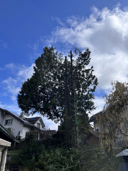 Thuja-Baumfällung ohne Kran