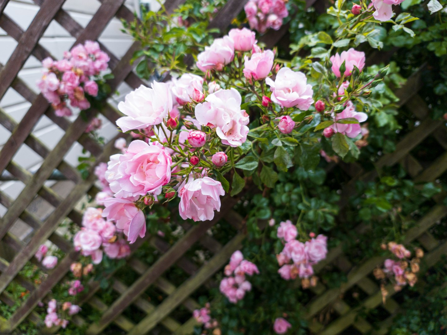schöne Aussichten Blumen